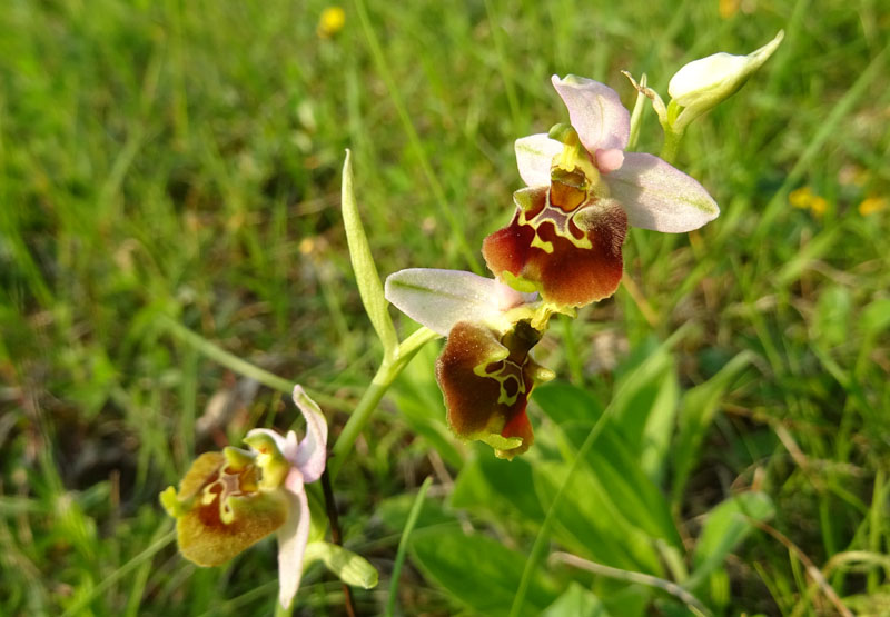 Ophrys holosericea, tetraloniae o untchjii ? ......holosericea.